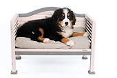PUP 17 JE0001 01
Bernese Mountain Dog Puppy Laying On Bench On White Seamless
