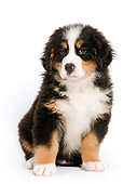 PUP 17 JE0002 01
Bernese Mountain Dog Puppy Sitting On White Seamless
