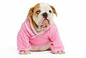 PUP 18 JE0013 01
English Bulldog Puppy Wearing Pink Robe Sitting On White Seamless
