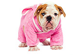 PUP 18 JE0014 01
English Bulldog Puppy Wearing Pink Robe Standing On White Seamless