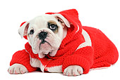 PUP 18 JE0017 01
English Bulldog Puppy Wearing Red And White Sweater Laying On White Seamless