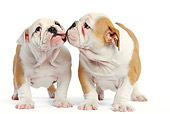 PUP 18 JE0022 01
Two English Bulldog Puppies Kissing On White Seamless