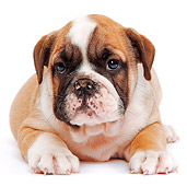 PUP 18 JE0026 01
English Bulldog Puppy Laying On White Seamless