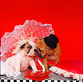 PUP 18 RS0014 03
Portrait Of Male And Female Bulldog Puppies With Umbrella And Hearts