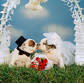 PUP 18 RS0016 01
Portrait Of Bride And Groom Bulldog Puppies Getting Married