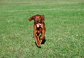 PUP 20 GR0007 01
Irish Setter Puppy Running On Grass Field