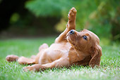 PUP 20 JE0001 01
Irish Setter Puppy Rolling On Grass