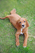 PUP 20 JE0003 01
Irish Setter Puppy Laying On Grass