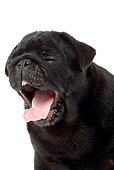 PUP 23 JE0001 01
Head Shot Of Pug Puppy Yawning On White Seamless