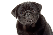 PUP 23 JE0002 01
Head Shot Of Pug Puppy On White Seamless