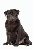 PUP 23 JE0003 01
Black Pug Puppy Sitting On White Seamless