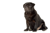 PUP 23 JE0004 01
Black Pug Puppy Sitting On White Seamless