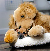 PUP 27 MR0001 01
Chihuahua Puppy Laying On Dog Bed Underneath Stuffed Animal Dog