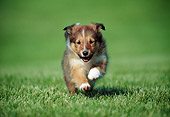 PUP 35 GR0024 01
Shetland Sheepdog Puppy Running On Grass Field