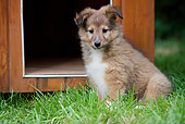 PUP 35 JE0002 01
Shetland Sheepdog Puppy Sitting On Grass By Doghouse
