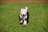 PUP 35 GR0014 01
Old English Sheepdog Puppy Running On Grass Towards Camera