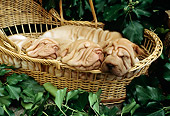 PUP 36 RC0010 01
Three Shar-Pei Puppies Sleeping In Wicker Basket In Garden