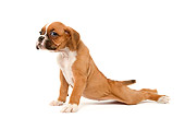 PUP 37 JE0001 01
Boxer Puppy Stretching On White Seamless