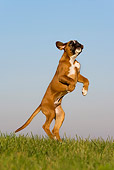 PUP 37 KH0004 01
Boxer Puppy Jumping Up In Field