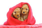 PUP 48 JE0008 01
Apricot Toy Poodle Puppies Sitting On Red Blanket In Red Sweater On White Seamless