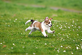 PUP 50 PE0002 01
Kromfohrlander Puppy Running Through Grass Field