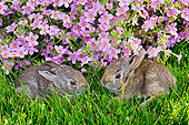 RAB 01 TK0002 01
Two Eastern Cottontail Kits Laying On Grass By Pink Flowers