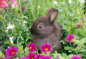 RAB 01 GR0248 01
Head Shot Domestic Mixed Breed Rabbit With Flowers