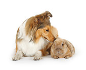 RAB 02 PE0002 01
Shetland Sheepdog And Lop-Eared Rabbit Laying On White Seamless