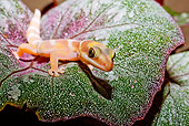 REP 04 JZ0006 01
Albino Leopard Gecko Sitting On Leaf