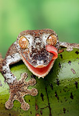 REP 04 TK0002 01
Close-Up Of Frilled Leaf-Tailed Gecko Licking Face