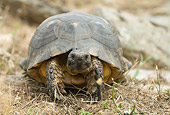 REP 06 WF0001 01
Marginated Tortoise Sitting On Dirt