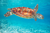 REP 08 KH0004 01
Grean Sea Turtle Swimming In Lagoon