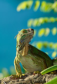 REP 09 DB0002 01
Iguana Sitting On Rock With Blue-Green Background