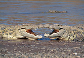 REP 11 MH0008 01
Nile Crocodiles Fighting In Shallow Water