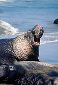 SEA 01 JM0005 01
Northern Elephant Seal Guarding Harem On Beach