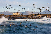 SEA 04 KH0003 01
Colony Of Brown (aka Cape or South African) Fur Seals Laying On Beach With Cape Cormorants Flying Above