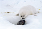 SEA 06 MC0001 01
Harp Seal Pup Looking Into Hole In Snow With Other Seal