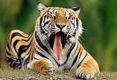 TGR 01 GR0002 01
Portrait Of Bengal Tiger Laying On Grass
