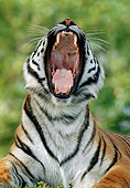 TGR 01 GR0003 01
Head Shot Of Bengal Tiger Laying On Grass Yawning