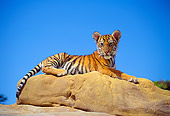 TGR 01 RK0107 05
Bengal Tiger Cub Laying On Rock