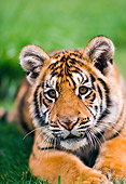 TGR 01 RK0181 35
Bengal Tiger Cub Head Shot