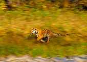 TGR 01 RK0217 01
Profile Of Bengal Tiger Running On Through Grass Blurry Background