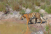 TGR 01 WF0001 01
Bengal Tiger Male Entering Watering Hold To Drink