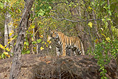 TGR 01 WF0002 01
Young Bengal Tiger Standing In Forest