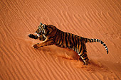 TGR 01 WF0003 01
Overhead Shot Of Bengal Tiger Running On Sand