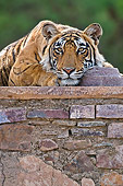 TGR 01 WF0004 01
Portrait Of Bengal Tiger Female Resting On Old Temple