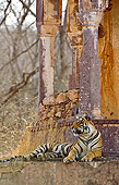 TGR 01 WF0007 01
Bengal Tiger Female Laying In Old Temple