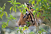 TGR 01 WF0009 01
Head Shot Of Bengal Tiger Stalking Prey