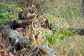 TGR 01 WF0011 01
Bengal Tiger Cubs In Forest Waiting For Mother