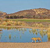 TGR 01 WF0013 01
Bengal Tiger Walking By Lake